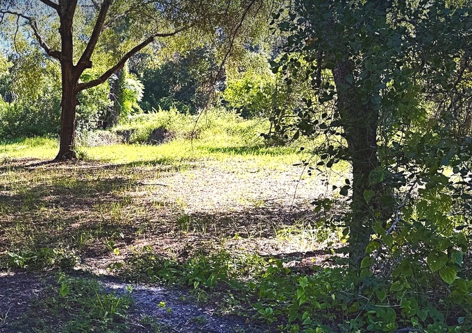 Sunlit clearing beneath mature live oak trees on the 9630 Ellis St property