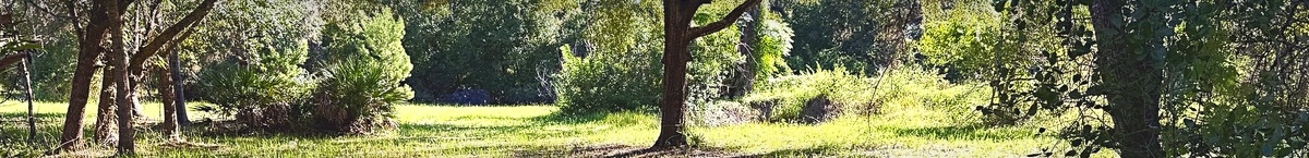 Oak-lined natural clearing on the property